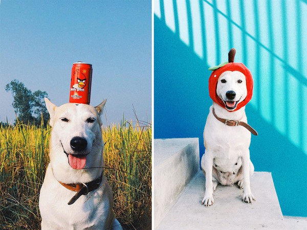 Gặp gỡ Gluta: Nàng chó xinh đẹp và hạnh phúc nhất thế giới 10