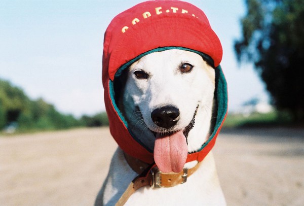 Gặp gỡ Gluta: Nàng chó xinh đẹp và hạnh phúc nhất thế giới 11