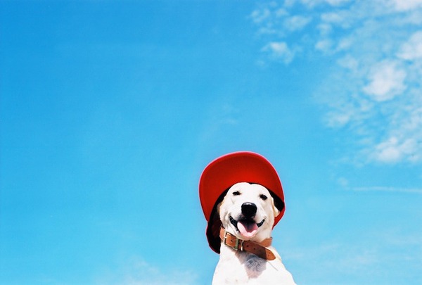 Gặp gỡ Gluta: Nàng chó xinh đẹp và hạnh phúc nhất thế giới 8
