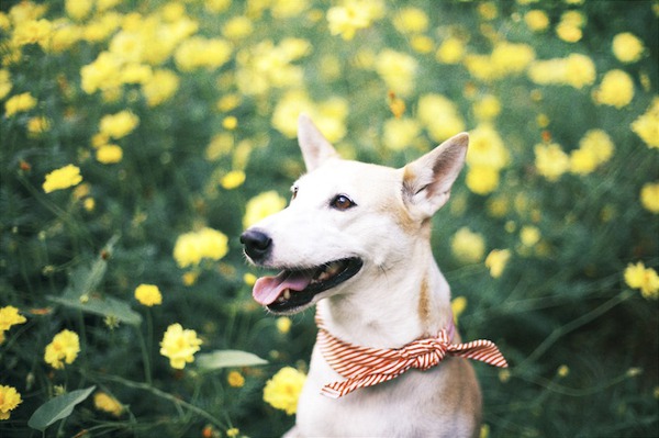 Gặp gỡ Gluta: Nàng chó xinh đẹp và hạnh phúc nhất thế giới 12