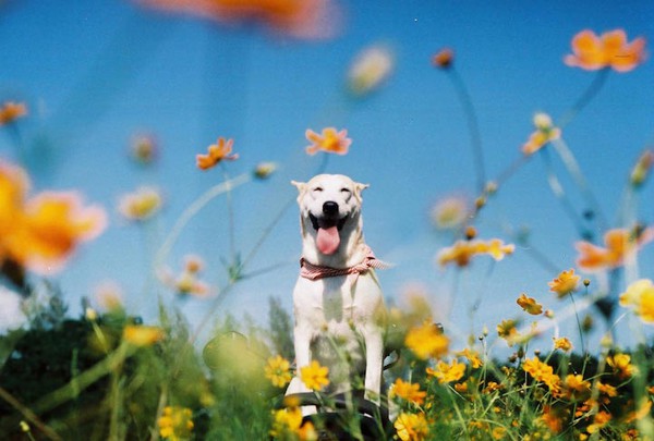 Gặp gỡ Gluta: Nàng chó xinh đẹp và hạnh phúc nhất thế giới 4