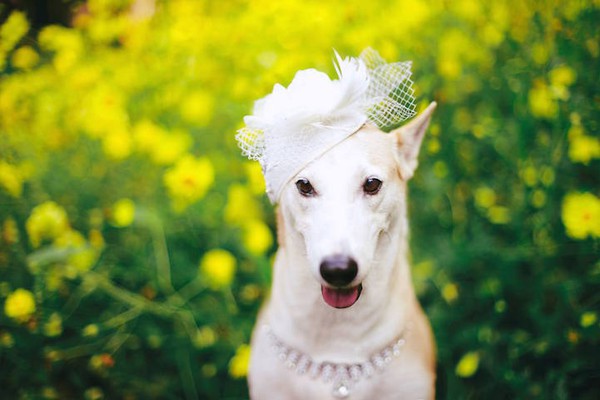 Gặp gỡ Gluta: Nàng chó xinh đẹp và hạnh phúc nhất thế giới 9