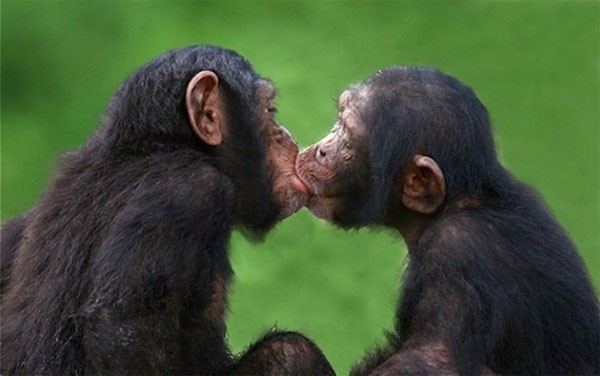 Sự thật: con người không thể ngừng "hôn nhau" 4