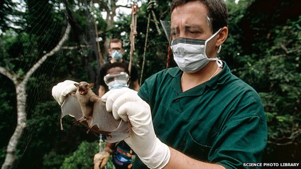 Tìm ra loài dơi thực sự gây ra dịch bệnh Ebola  3