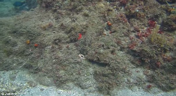 Thuật ẩn thân kỳ diệu của loài bạch tuộc dưới biển Caribbean 1