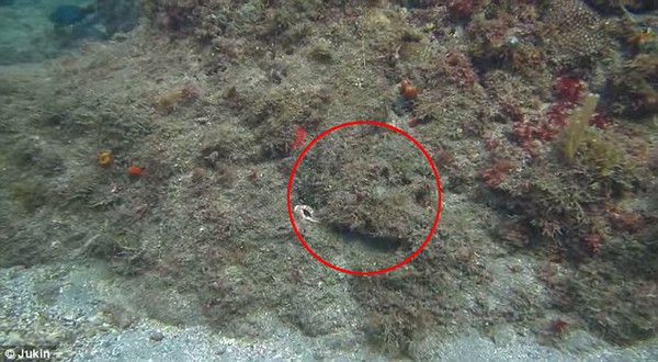 Thuật ẩn thân kỳ diệu của loài bạch tuộc dưới biển Caribbean 2