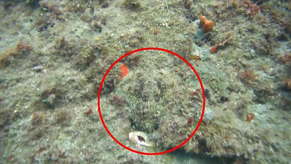 Thuật ẩn thân kỳ diệu của loài bạch tuộc dưới biển Caribbean 3