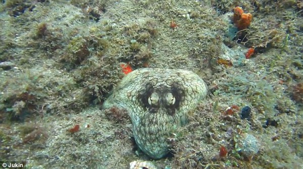 Thuật ẩn thân kỳ diệu của loài bạch tuộc dưới biển Caribbean 4