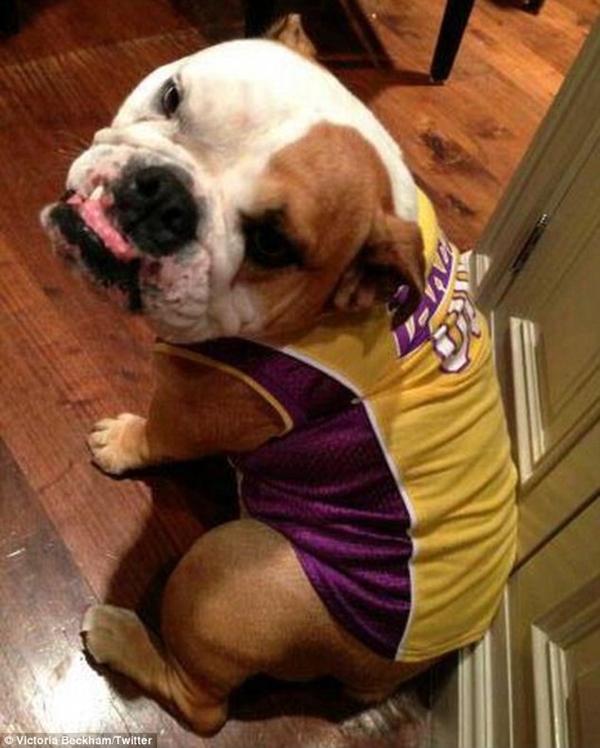 Cún cưng nhà Beckham “làm điệu” với trang phục bóng rổ 1