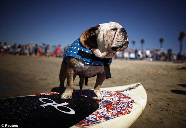 Kỳ lạ cuộc thi lướt sóng dành cho chó 13