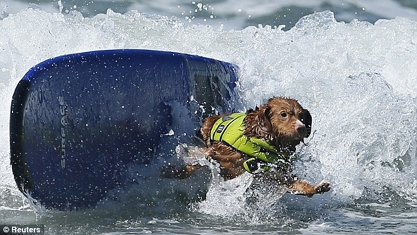 Kỳ lạ cuộc thi lướt sóng dành cho chó 14