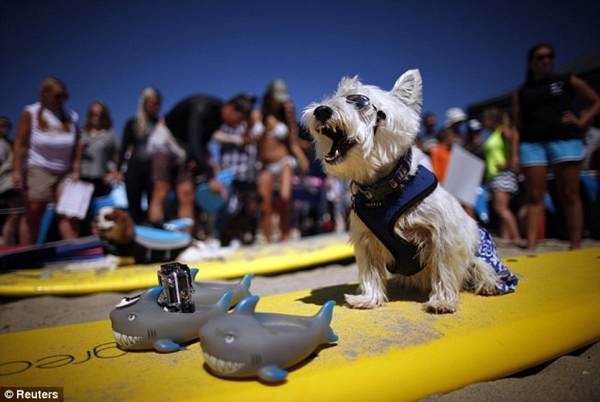 Kỳ lạ cuộc thi lướt sóng dành cho chó 16