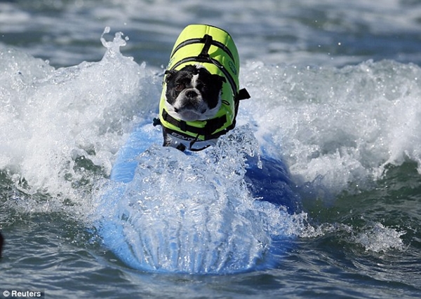 Kỳ lạ cuộc thi lướt sóng dành cho chó 7