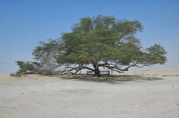 Cây nguồn của sự sống tồn tại giữa sa mạc như một điều kỳ diệu 1