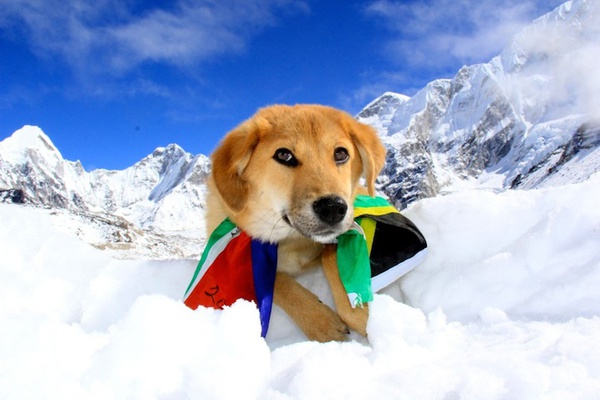 Từ chó hoang trở thành chú chó đầu tiên chinh phục đỉnh núi cao nhất thế giới 3