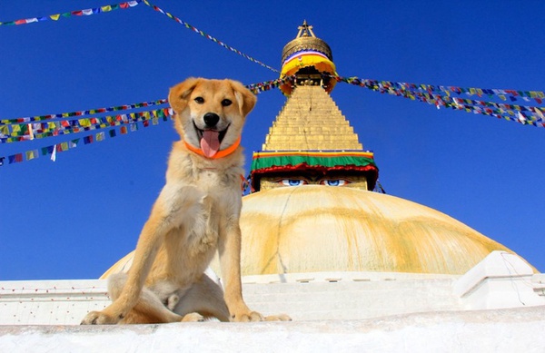 Từ chó hoang trở thành chú chó đầu tiên chinh phục đỉnh núi cao nhất thế giới 9