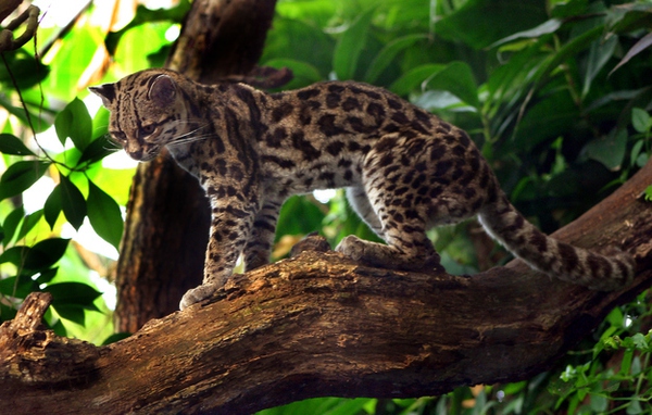 Cận cảnh loài mèo rừng dễ thương nhất thế giới 4