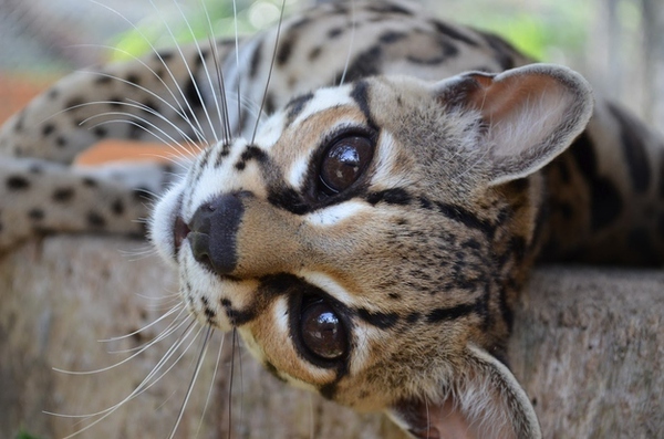 Cận cảnh loài mèo rừng dễ thương nhất thế giới 9