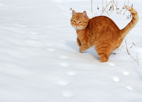 Chùm ảnh 20 chú mèo dễ thương nhất khi mùa đông đến 20