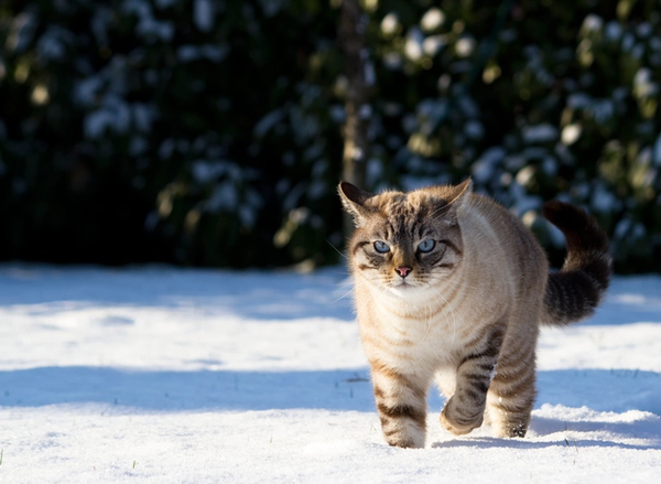 Chùm ảnh 20 chú mèo dễ thương nhất khi mùa đông đến 6