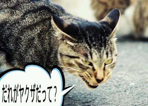 Những chú mèo dễ thương làm mặt hầm hố như... mafia Nhật  13