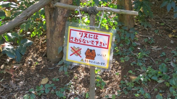 Thiên đường chỉ dành cho loài sóc siêu dễ thương tại Nhật Bản 11