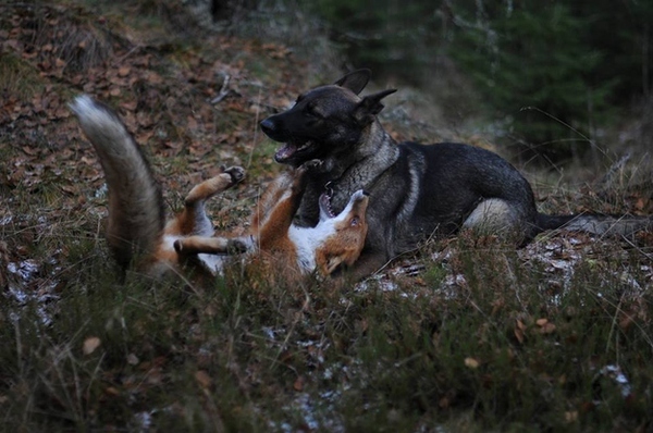 Câu chuyện tình bạn như trong cổ tích giữa chó săn và cáo  14