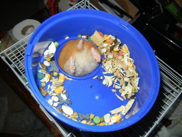 Chùm ảnh 19 chú chuột Hamster ngộ nghĩnh "tâm sự" về chuyện ăn uống  19