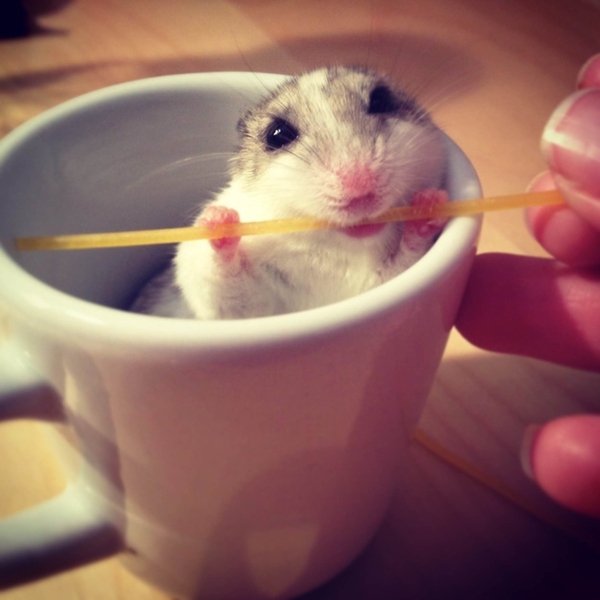 Chùm ảnh 19 chú chuột Hamster ngộ nghĩnh "tâm sự" về chuyện ăn uống  2