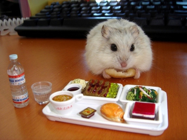 Chùm ảnh 19 chú chuột Hamster ngộ nghĩnh "tâm sự" về chuyện ăn uống  4