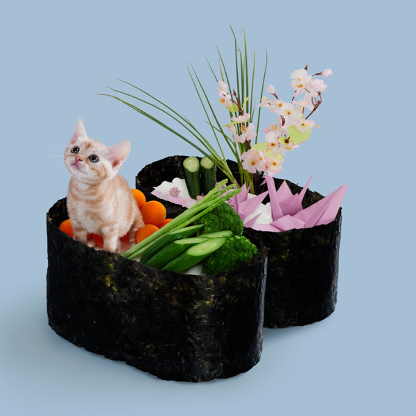 Chùm ảnh ngộ nghĩnh của 14 chú mèo tự nghĩ mình là... Sushi 14