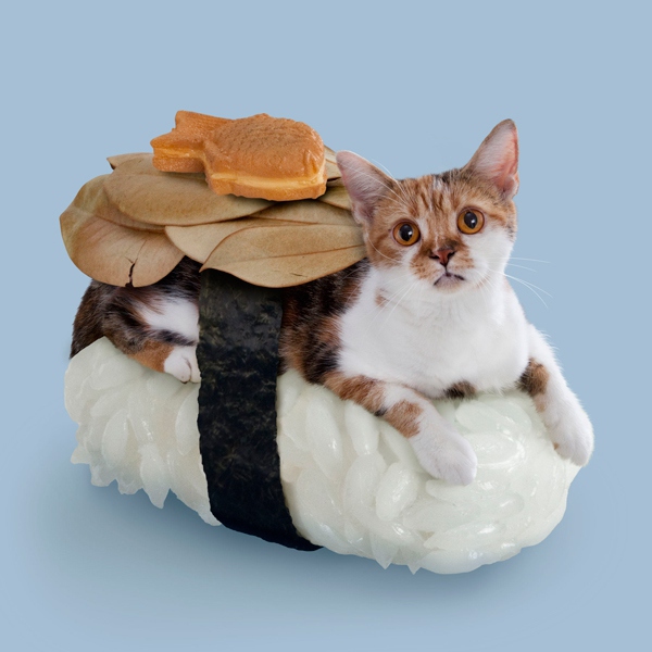 Chùm ảnh ngộ nghĩnh của 14 chú mèo tự nghĩ mình là... Sushi 5