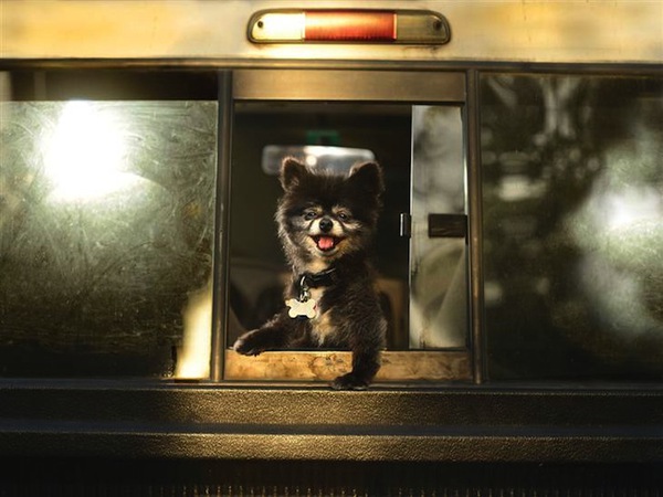 Chùm ảnh thú vị về những chú chó thích thò đầu qua cửa sổ ô tô 2