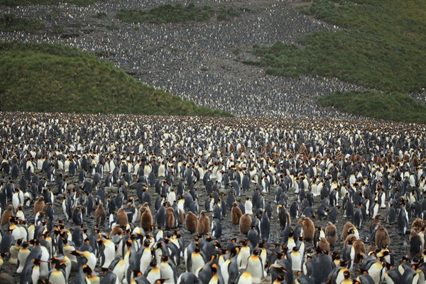 Ngỡ ngàng trước cảnh di cư của đàn chim cánh cụt khổng lồ 3