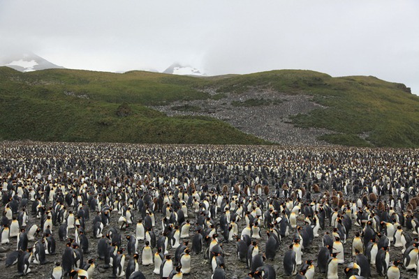 Ngỡ ngàng trước cảnh di cư của đàn chim cánh cụt khổng lồ 4