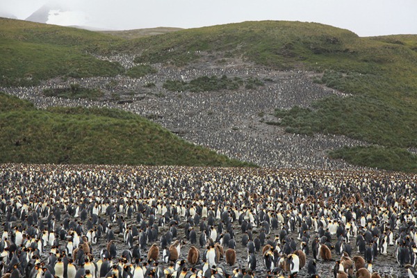 Ngỡ ngàng trước cảnh di cư của đàn chim cánh cụt khổng lồ 5