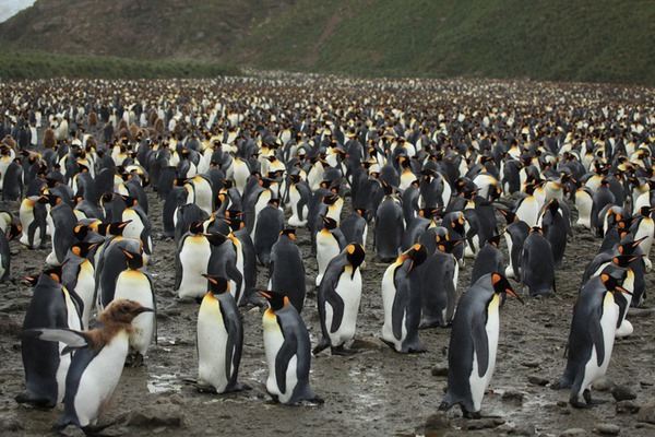 Ngỡ ngàng trước cảnh di cư của đàn chim cánh cụt khổng lồ 6