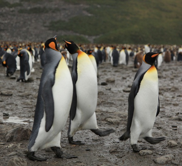 Ngỡ ngàng trước cảnh di cư của đàn chim cánh cụt khổng lồ 7