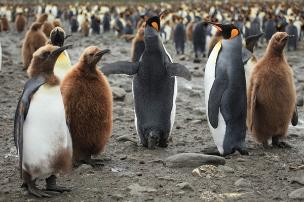 Ngỡ ngàng trước cảnh di cư của đàn chim cánh cụt khổng lồ 8