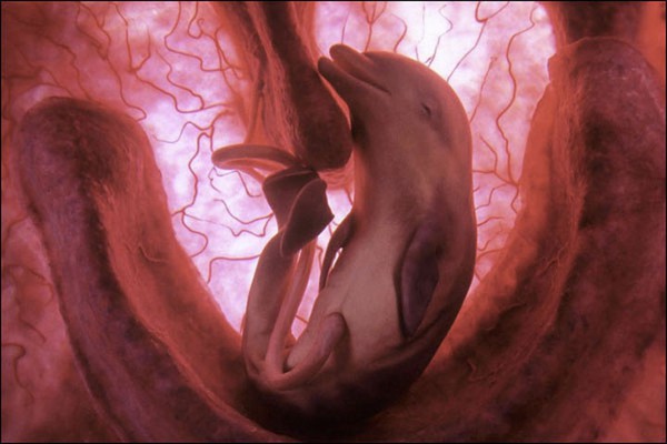 Cận cảnh bào thai của những loài động vật hoang dã  4