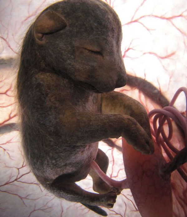 Cận cảnh bào thai của những loài động vật hoang dã  10