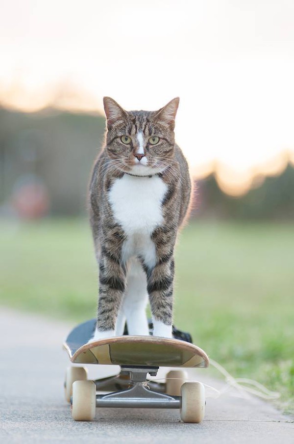 Clip: Cùng chiêm ngưỡng loài mèo trượt ván như vận động viên chuyên nghiệp 1