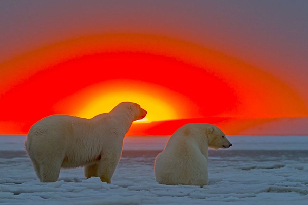 Chùm ảnh sống động của loài gấu trắng Bắc Cực trong khung cảnh hoàng hôn 1