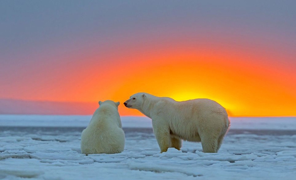 Chùm ảnh sống động của loài gấu trắng Bắc Cực trong khung cảnh hoàng hôn 2