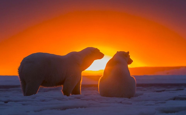 Chùm ảnh sống động của loài gấu trắng Bắc Cực trong khung cảnh hoàng hôn 4