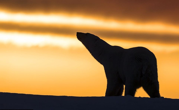 Chùm ảnh sống động của loài gấu trắng Bắc Cực trong khung cảnh hoàng hôn 7