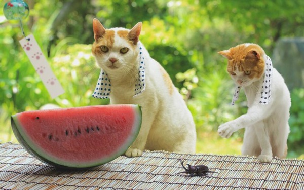 Cùng đi tham quan đất nước Nhật Bản trong năm mới với hai chú mèo dễ thương 9