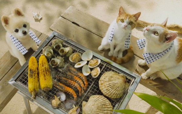 C&ugrave;ng đi tham quan đất nước Nhật Bản trong năm mới với hai ch&uacute; m&egrave;o dễ thương 10
