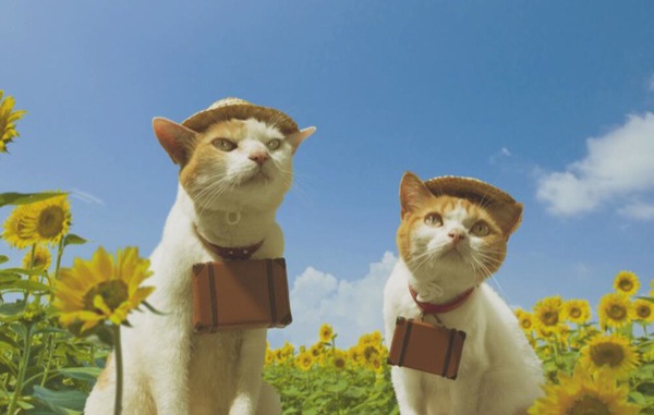 Cùng đi tham quan đất nước Nhật Bản trong năm mới với hai chú mèo dễ thương 14