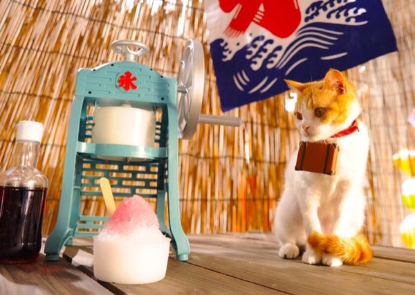 C&ugrave;ng đi tham quan đất nước Nhật Bản trong năm mới với hai ch&uacute; m&egrave;o dễ thương 15